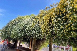 春日七里香盛开，城市公园赏花打卡指南